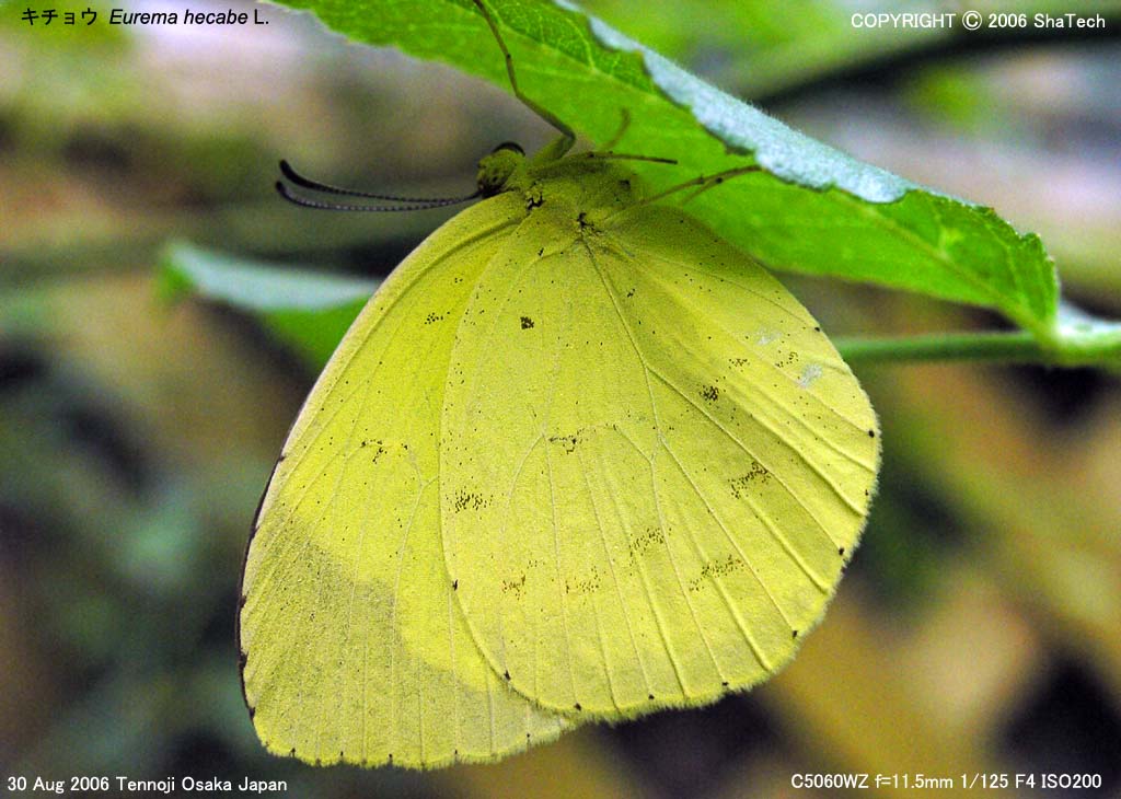 �L�`���E�R�U�Q�R