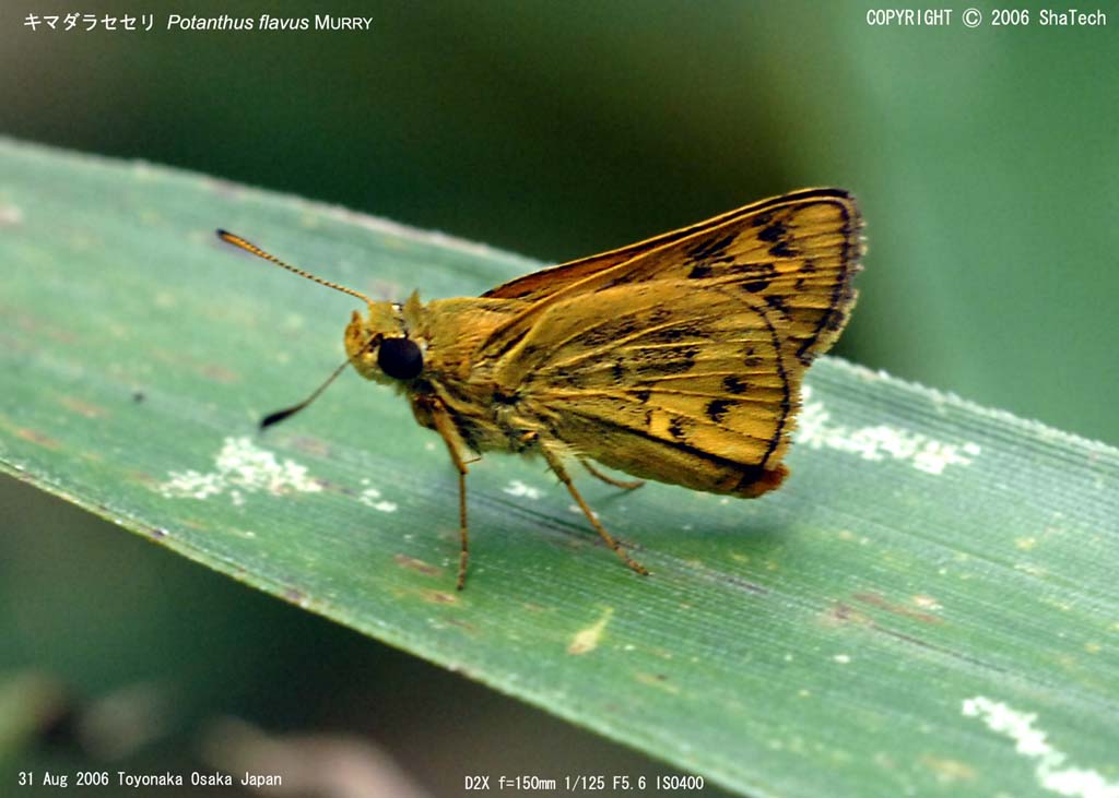 �L�}�_���Z�Z��9250