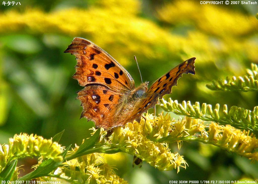 �L�^�e�n�P�V�P�S