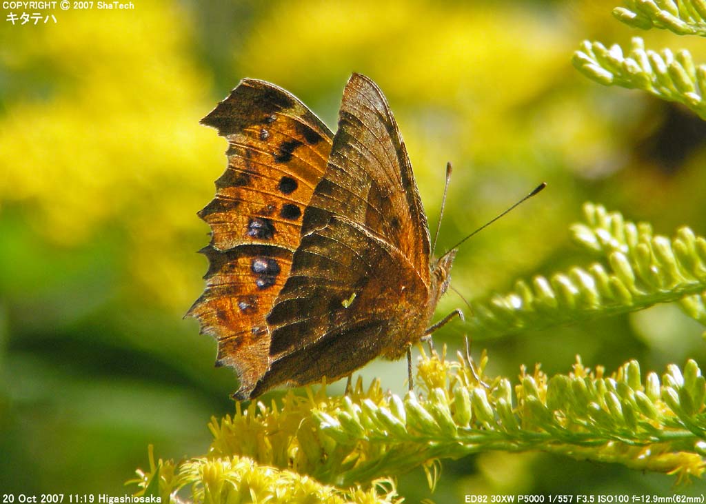 �L�^�e�n�P�V�Q�P