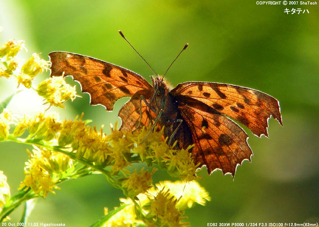 �L�^�e�n�P�V52