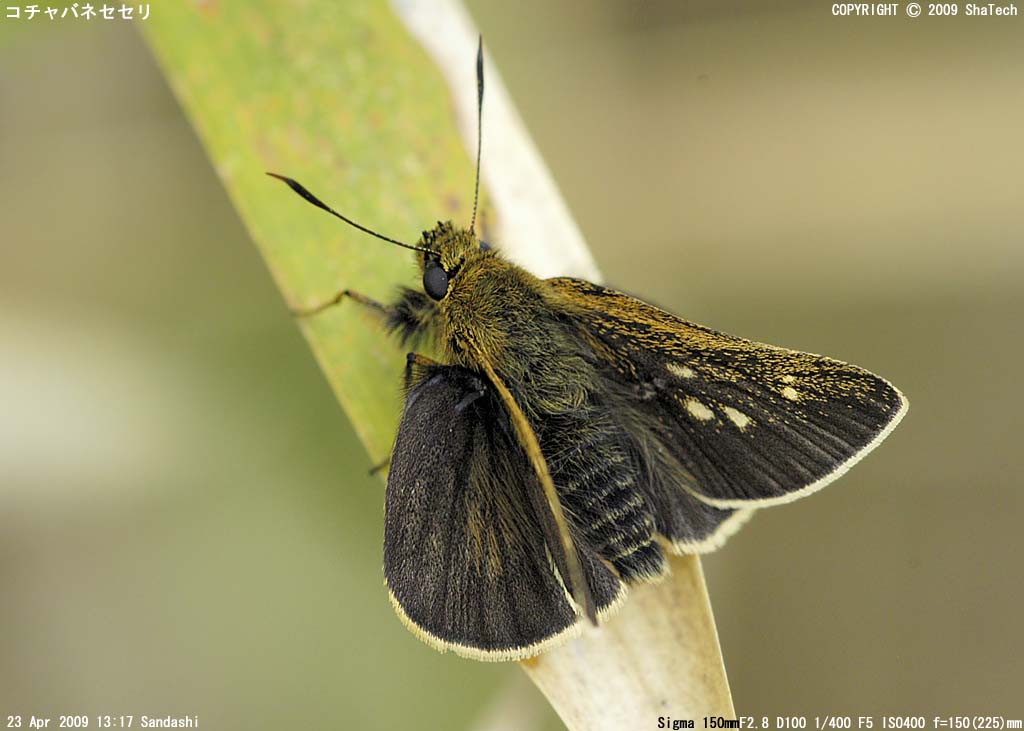 �R�`���o�l�Z�Z��