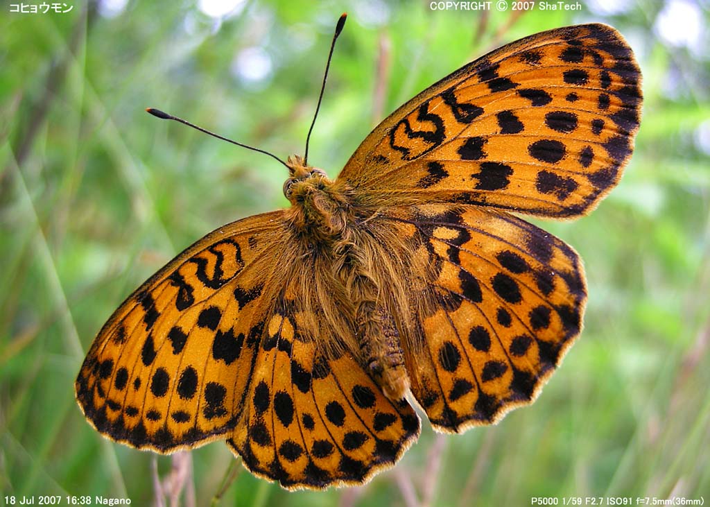 �R�q���E����6498