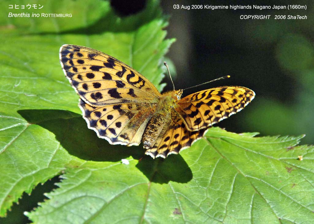 �R�q���E����7863