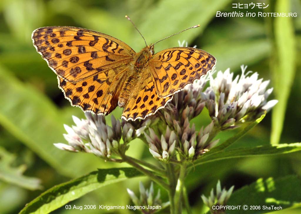 �R�q���E����8431