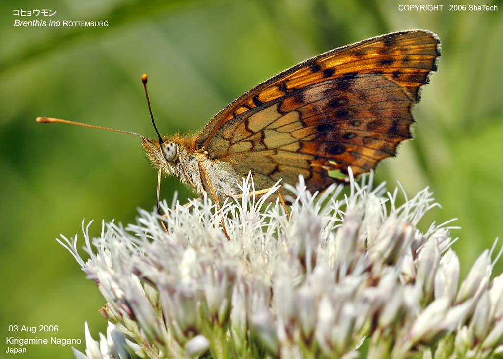 �R�q���E����8440