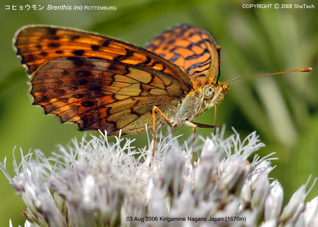 �R�q���E����8444