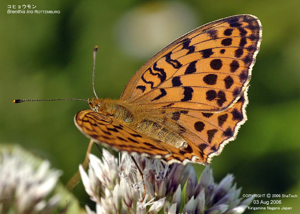 �R�q���E����8448