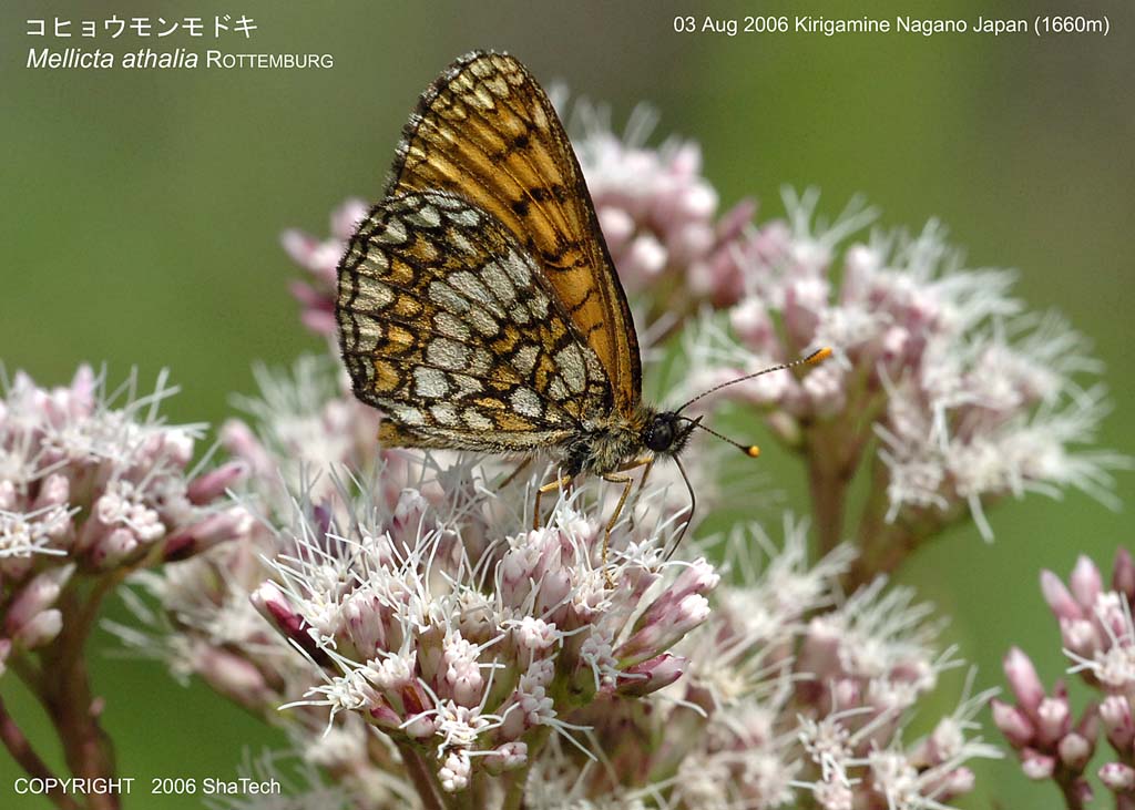 �R�q���E�������h�L7920