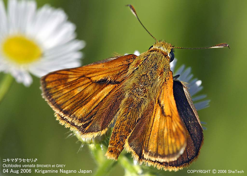 �q���V�W�~8656