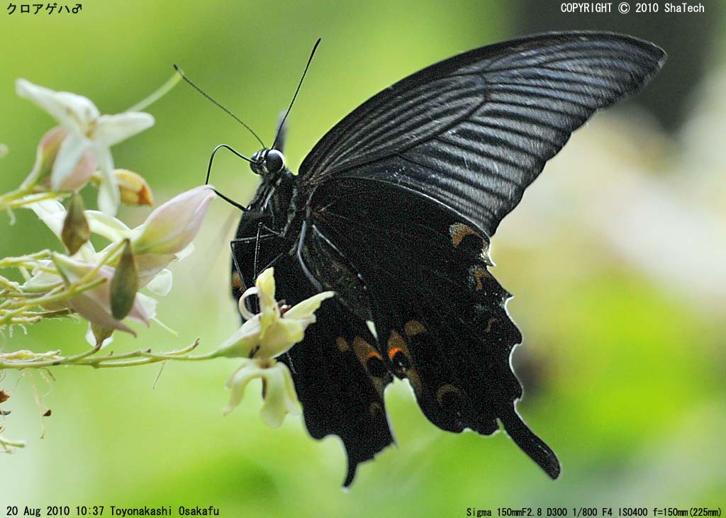 �N���A�Q�n