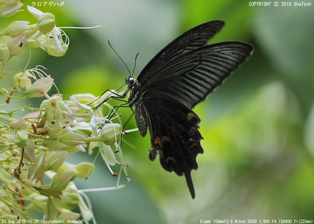 �N���A�Q�n