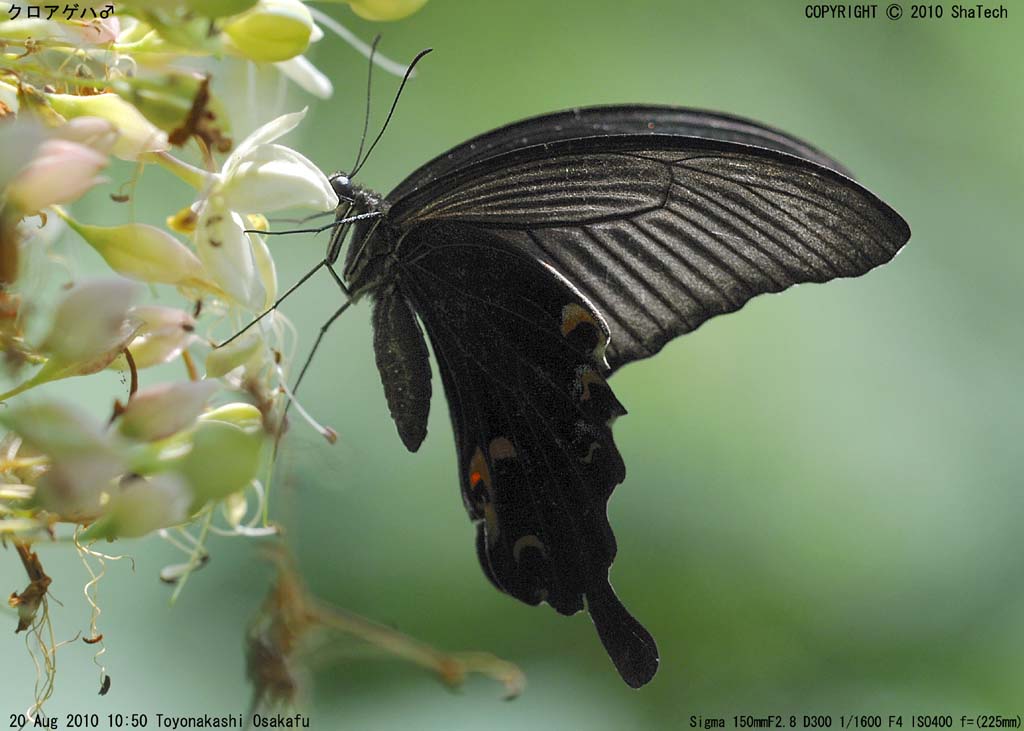 �N���A�Q�n