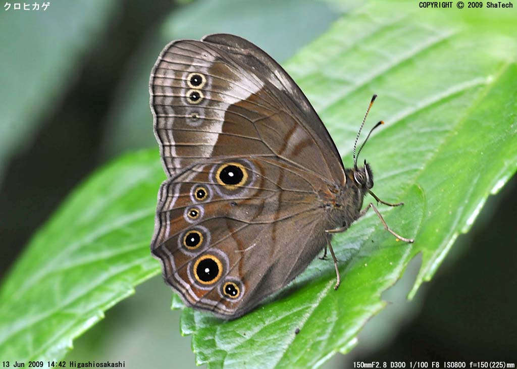 �N���q�J�Q