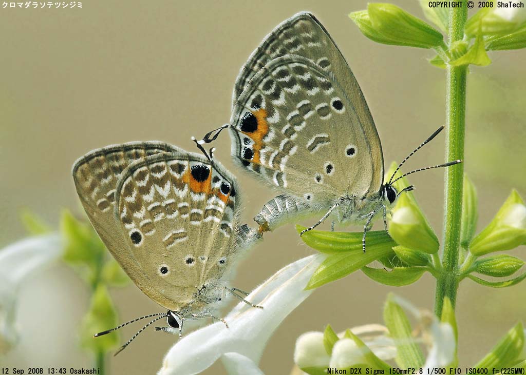 �N���}�_���\�e�c�V�W�~