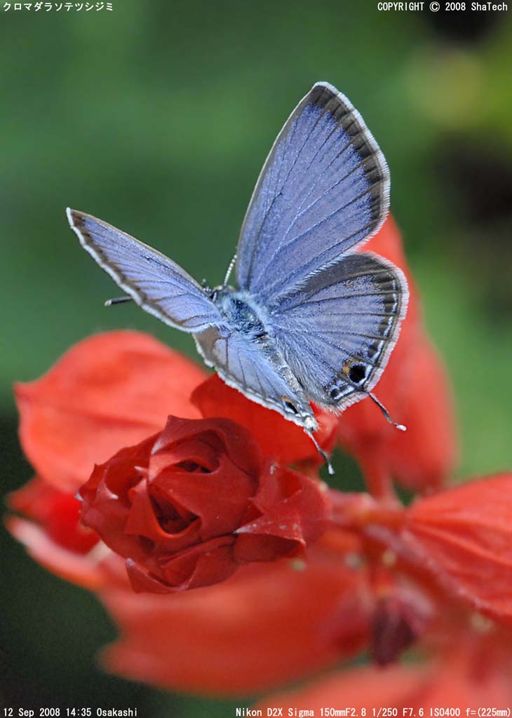 �N���}�_���\�e�c�V�W�~