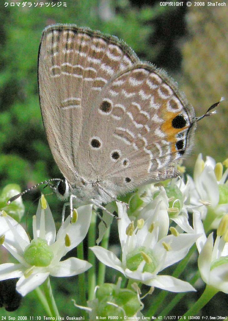 �N���}�_���\�e�c�V�W�~