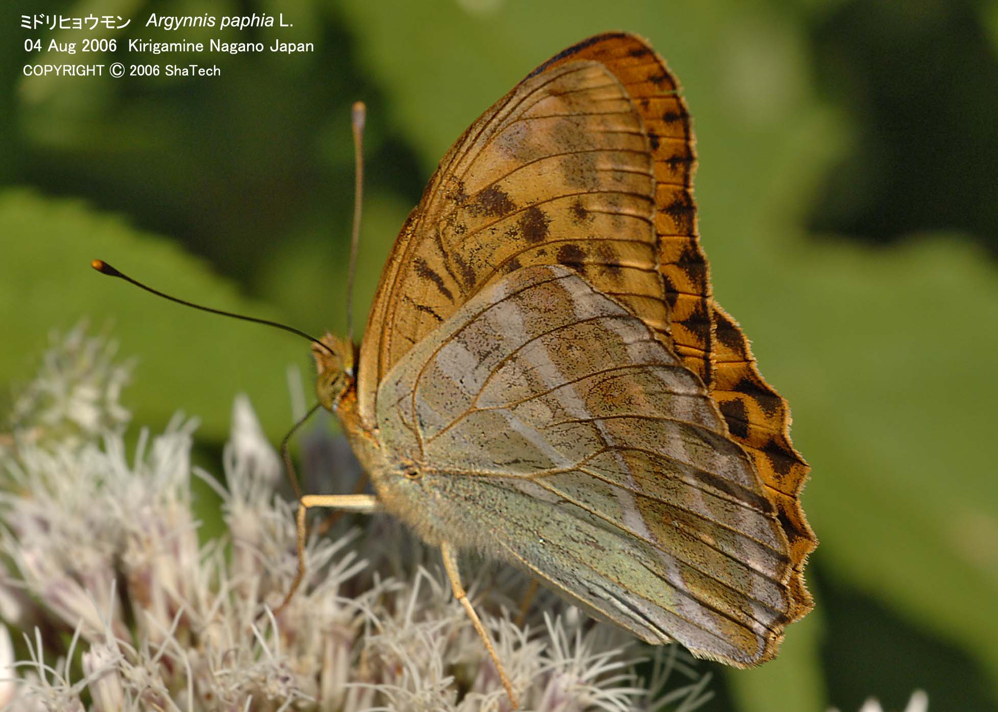 �~�h���q���E����8483