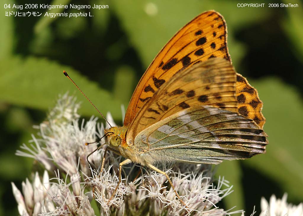 �~�h���q���E����8488