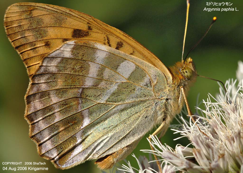 �~�h���q���E����8499