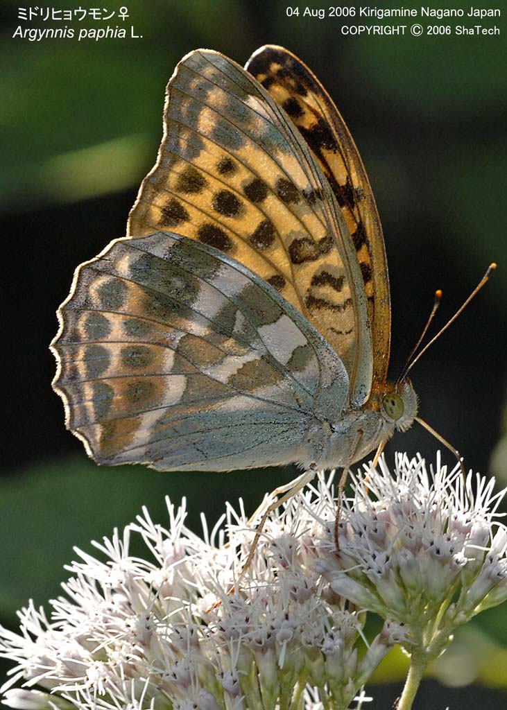 �~�h���q���E����8567