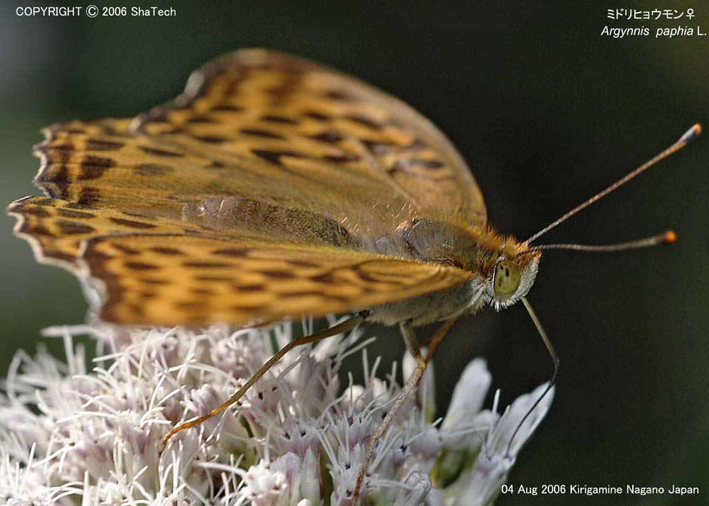 �~�h���q���E����8599