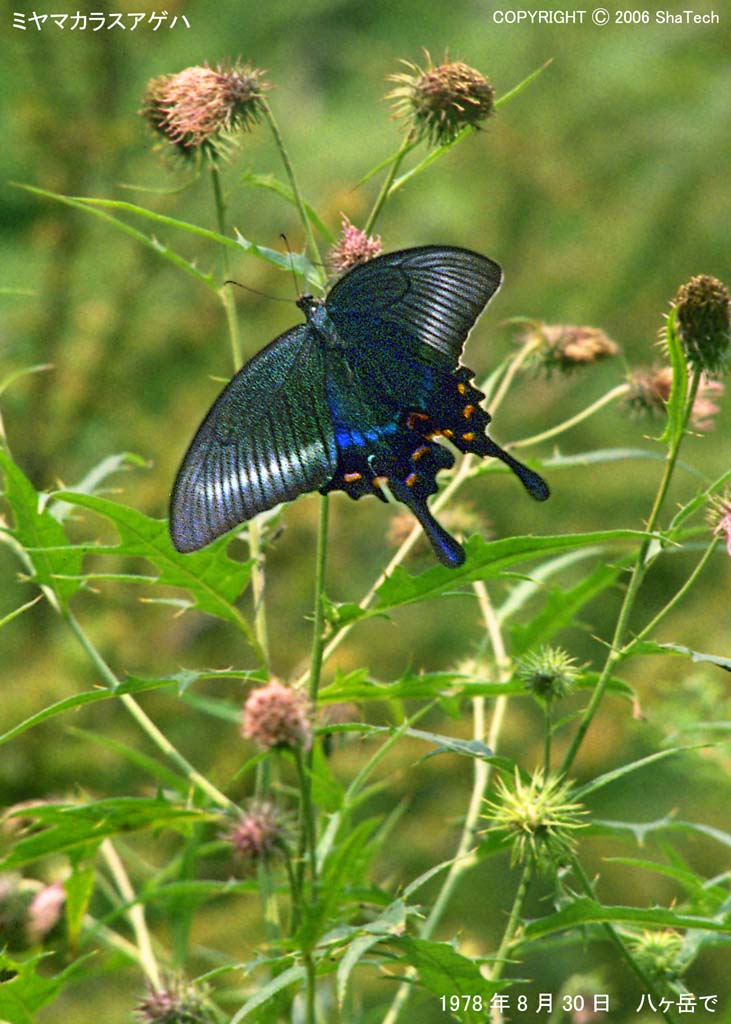 �~���}�J���X�A�Q�n�P