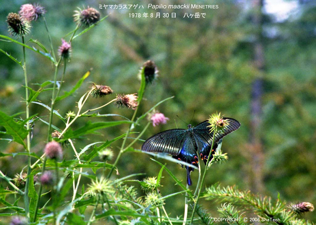 �~���}�J���X�A�Q�n�R