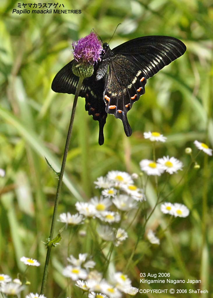 �~���}�J���X�A�Q�n7934