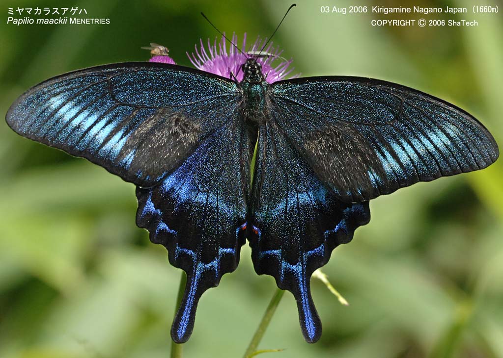 �~���}�J���X�A�Q�n7943