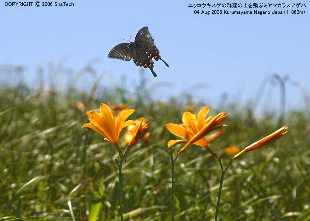 �~���}�J���X�A�Q�n8310