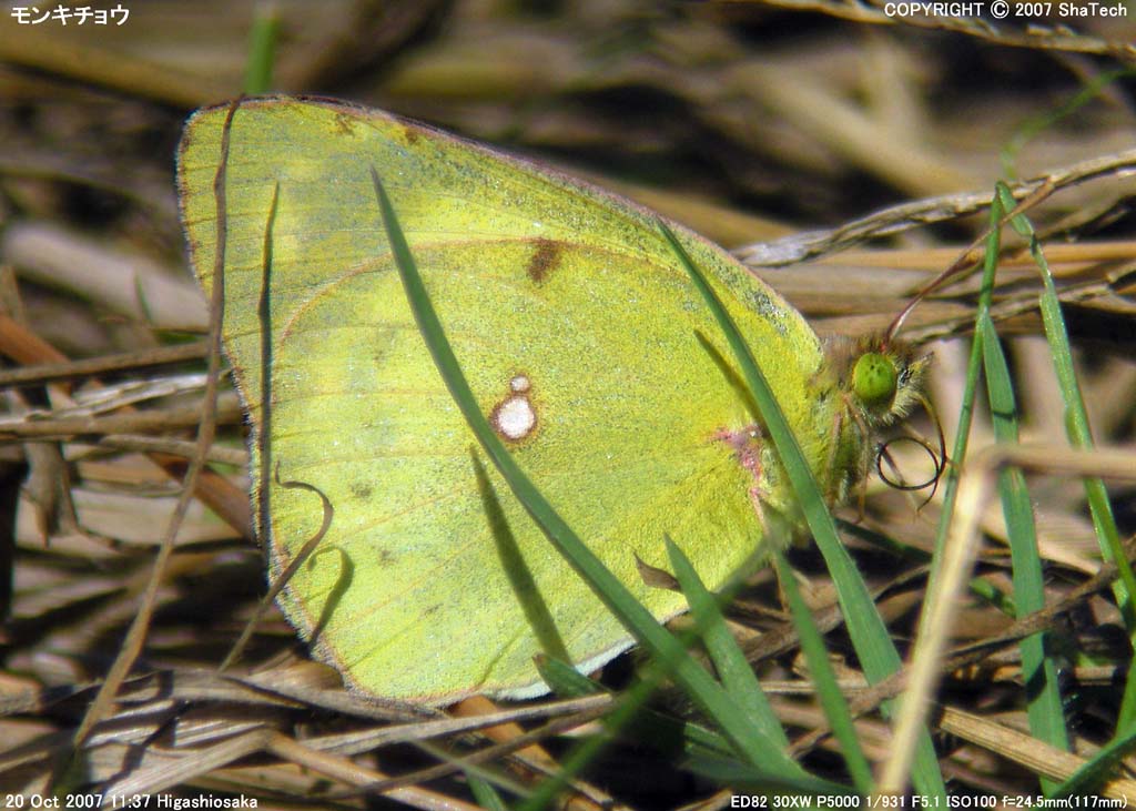 �����L�`���E�P�V�U�Q