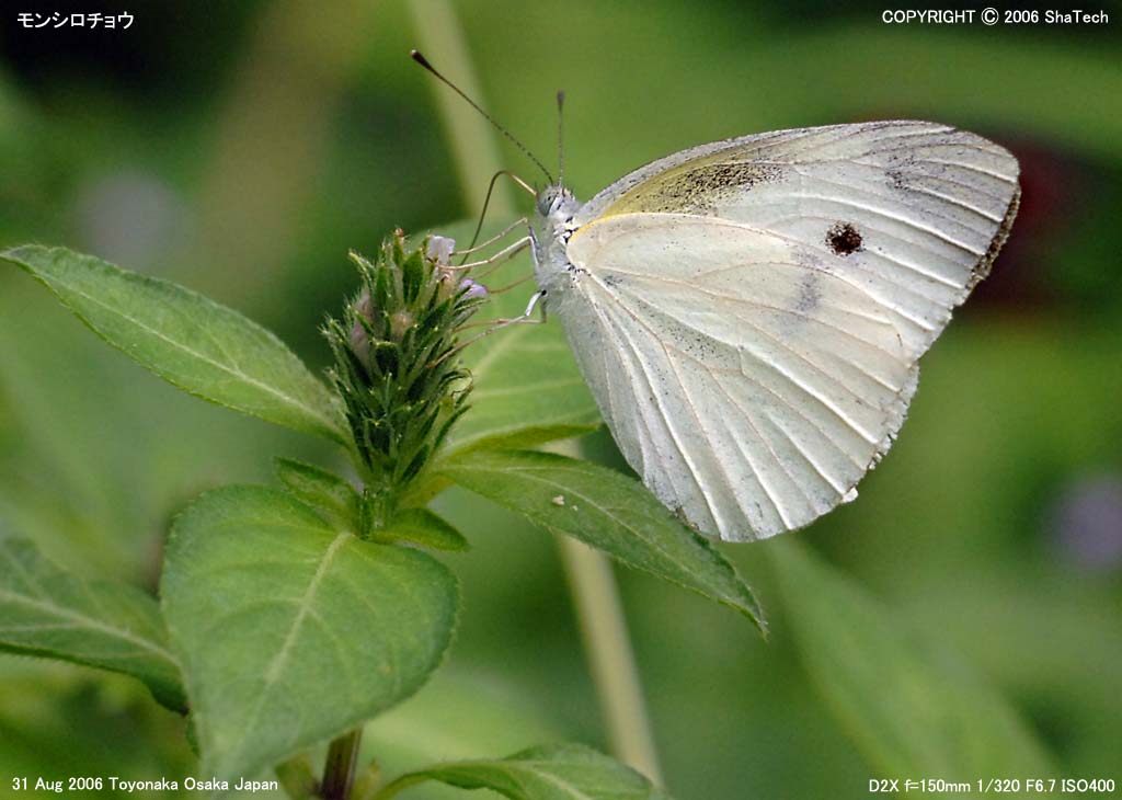 �����V���`���E9638