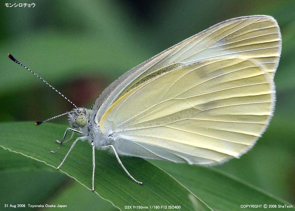 �����V���`���E9486