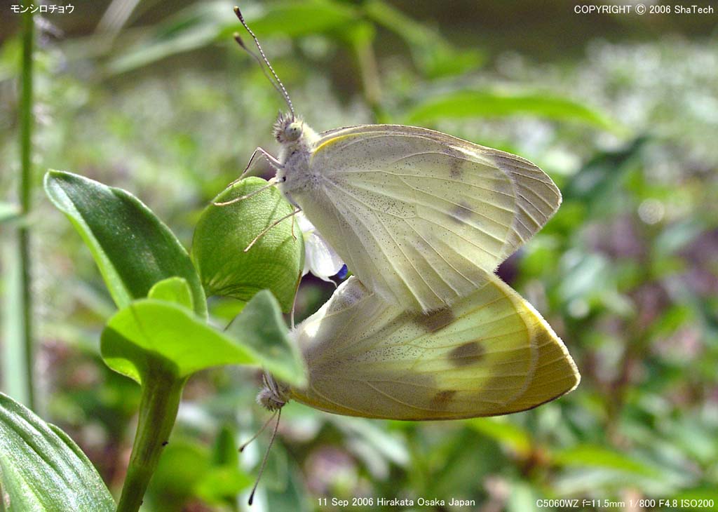 �����V���`���E�o�X�P�P�R�V�T�U