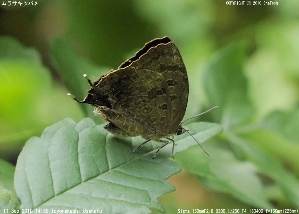 �����T�L�V�W�~