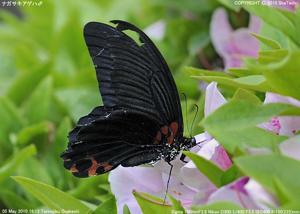 �i�K�T�L�A�Q�n