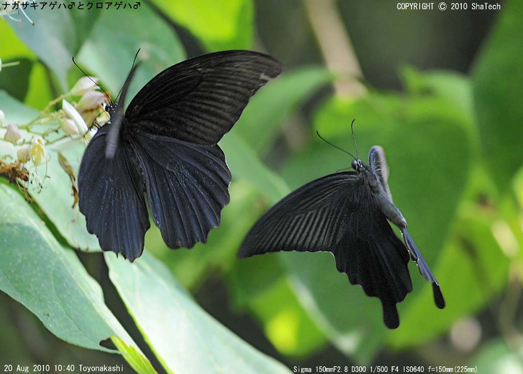 �i�K�T�L�A�Q�n�@�N���A�Q�n