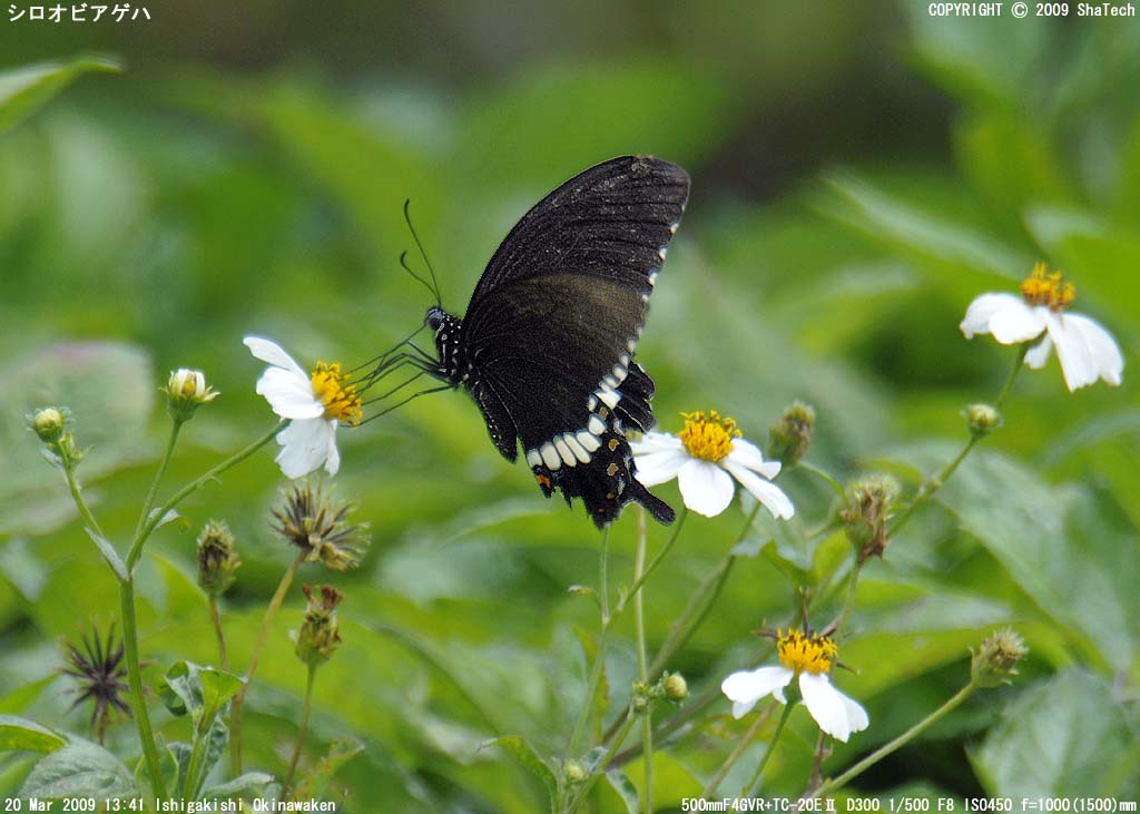 �V���I�r�A�Q�n