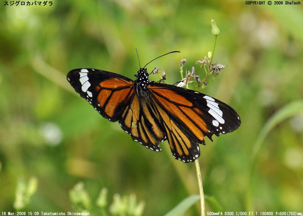 �X�W�O���J�o�}�_��