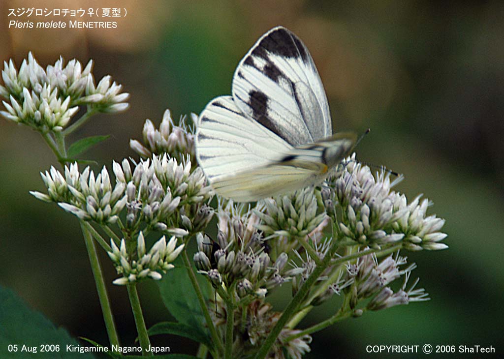 �X�W�O���V���`���E0693