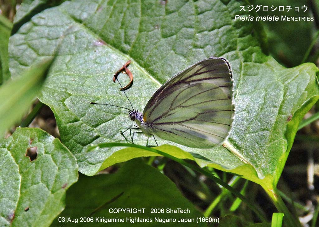 �X�W�O���V���`���E7866