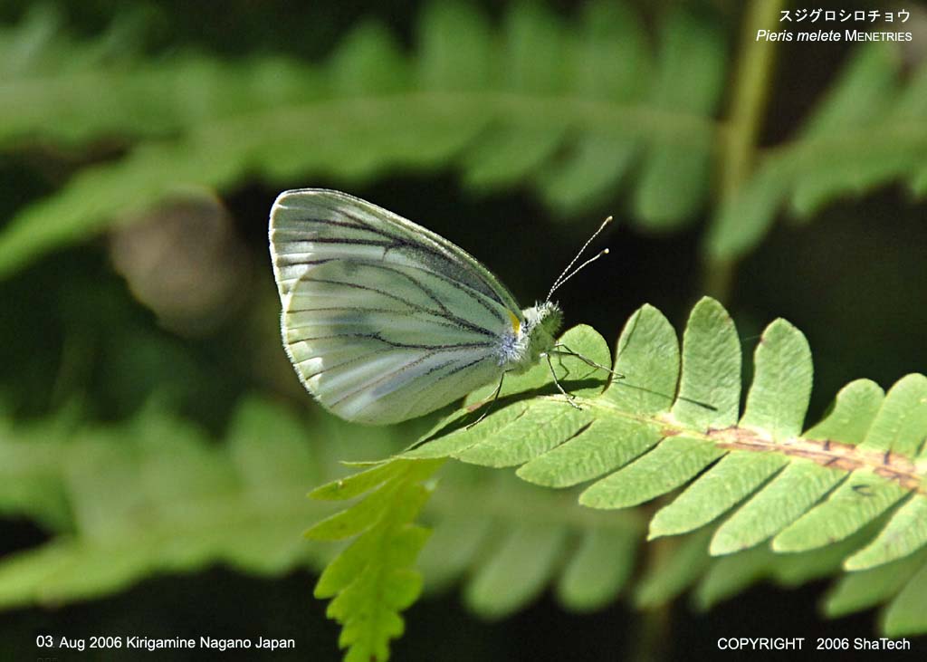 �X�W�O���V���`���E7874