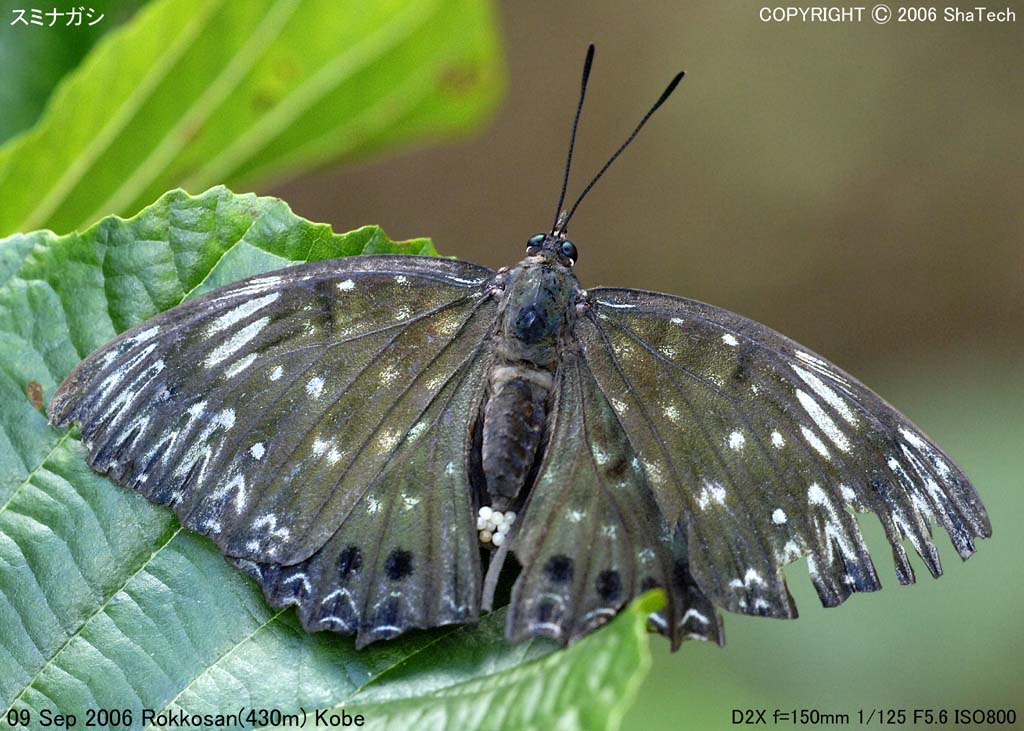 �X�~�i�K�V�X�X�W�U