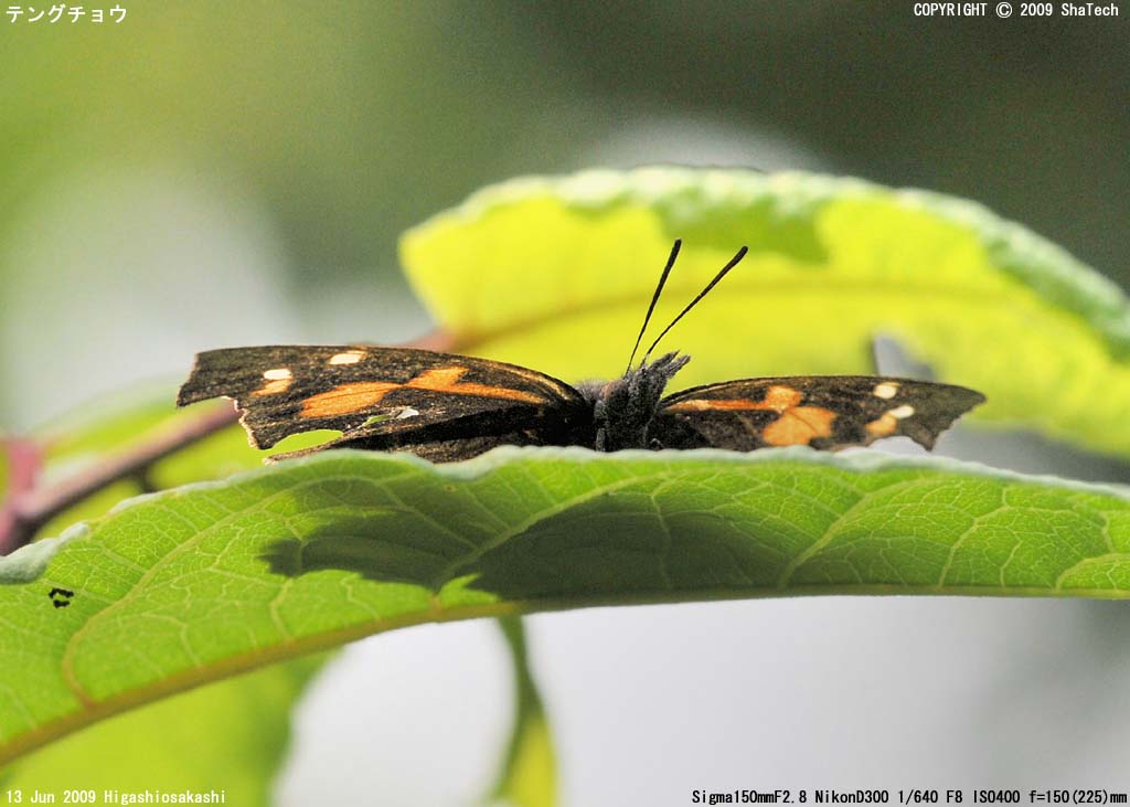 �e���O�`���E