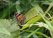 �A�J�^�e�n