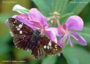 �_�C�~���E�Z�Z��