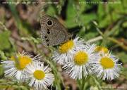 �q���E���i�~�W���m��