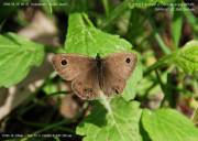 �q���E���i�~�W���m���J��