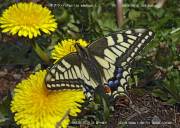 �L�A�Q�n���P��